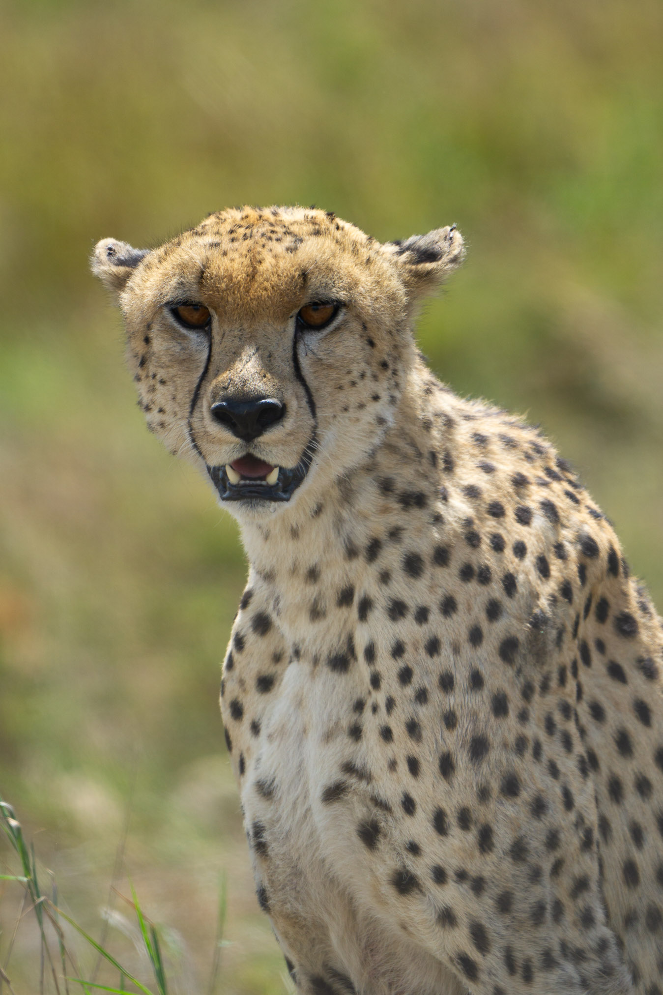 Cheetah
