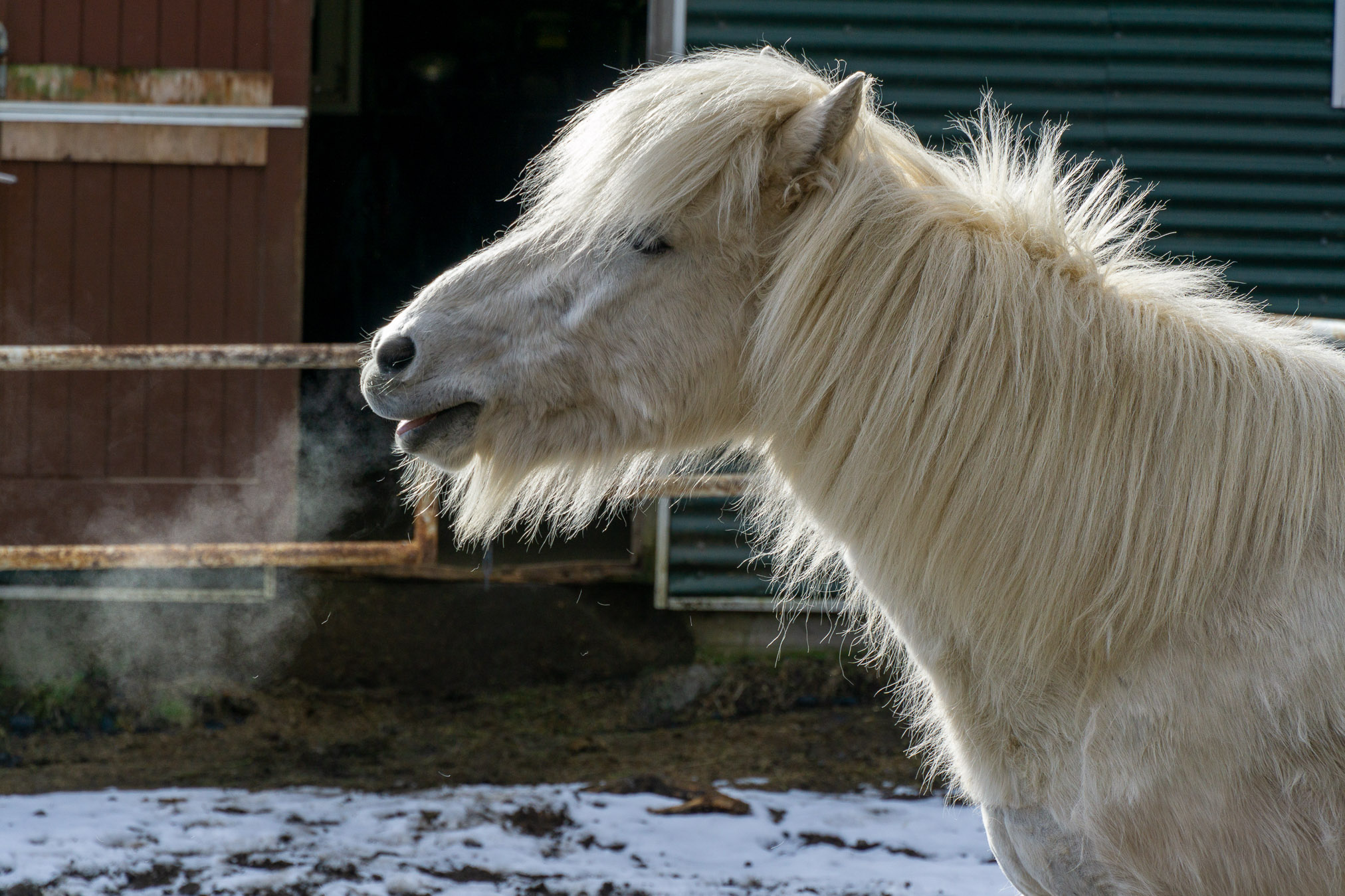From the Horse's Mouth